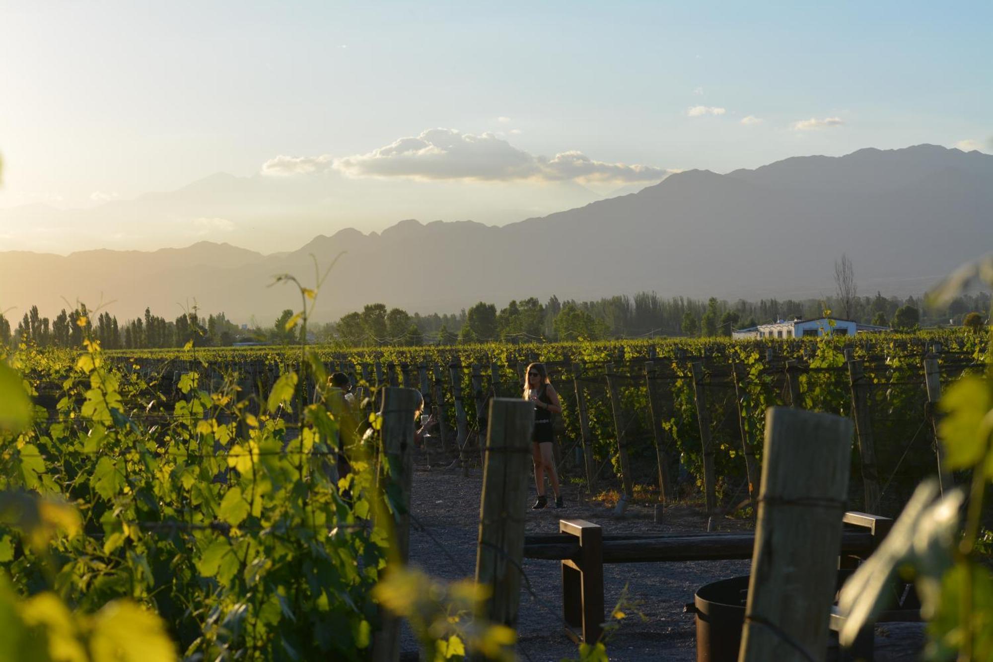 Viamonte Winery Lodge Чакрас-де-Кория Экстерьер фото